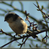 MLYNÁRKA DLHOCHVOSTÁ