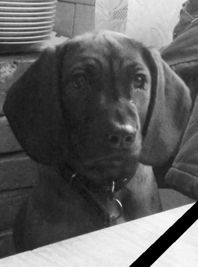 IN MEMORIAM . . . BEKI (Beti) spod Priečneho brala