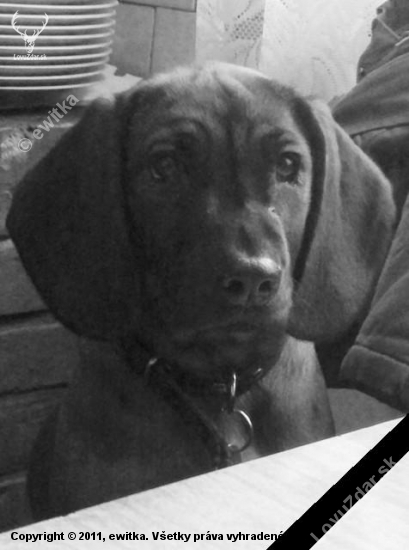 IN MEMORIAM . . . BEKI (Beti) spod Priečneho brala