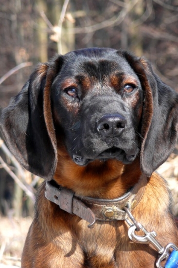 Bury spod Priečneho brala