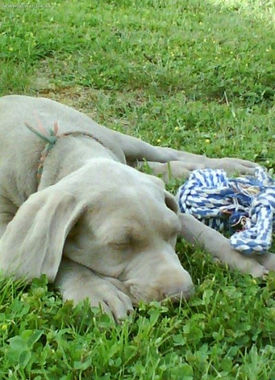 Issel ešte ako malá spachtoška