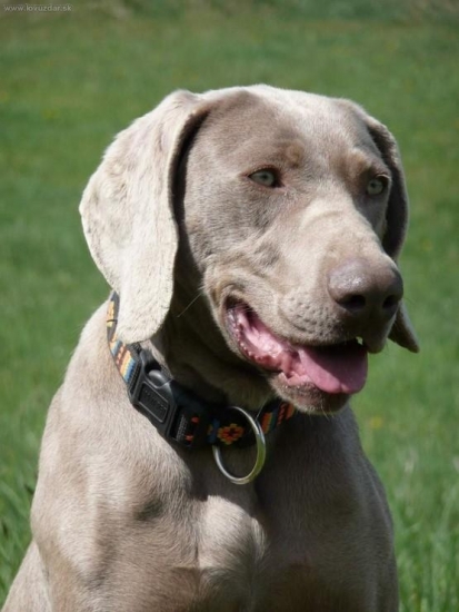 Issel už ako slečna