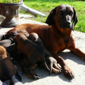 Chs. spod Priečneho brala 