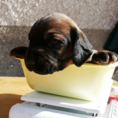 váženie . . .  to môžem :)