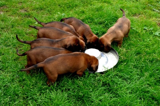 šteniatka ch.s. Spod Priečneho brala