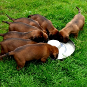 šteniatka ch.s. Spod Priečneho brala