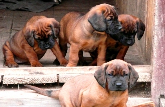 šteniatka ch.s. Spod Priečneho brala