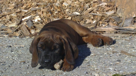 Bury spod Priečneho brala