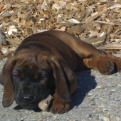 Bury spod Priečneho brala