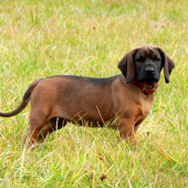 Bury spod Priečneho brala