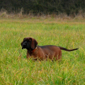 Bury spod Priečneho brala