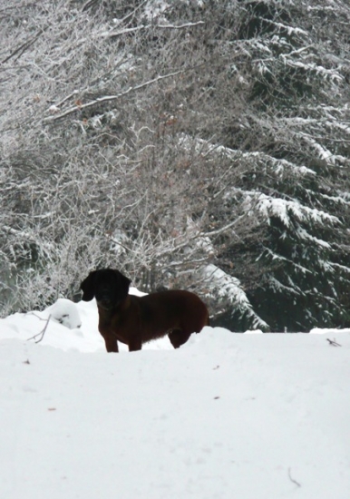Bury spod Priečneho brala (4 mesiace)
