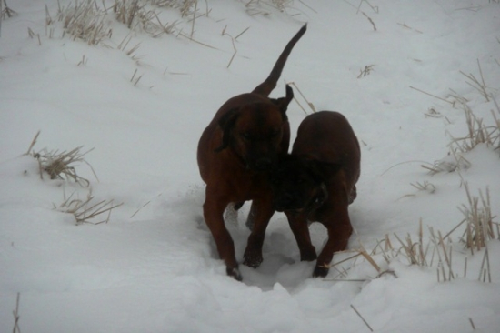 Arsa a Bury - ktorá bude prvá?