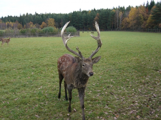 Pan Sika