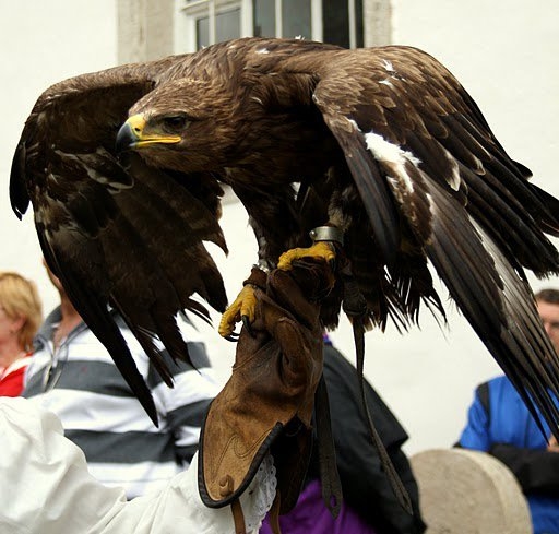 Eagle