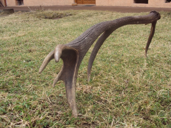 Minulého roku na spolocnej polovacke potesil :D