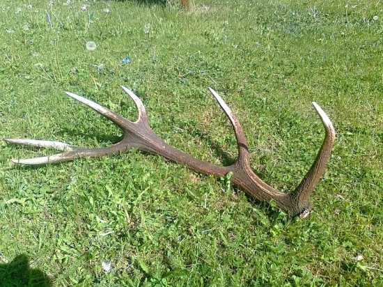 najdeny minuleho roku