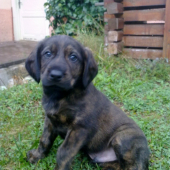 Ares