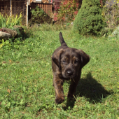 Ares :)