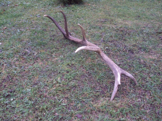 včera na spoločnej polovačke s orlami