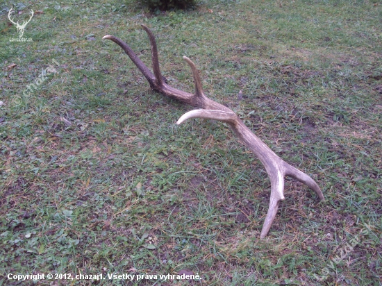 včera na spoločnej polovačke s orlami
