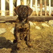 Ares