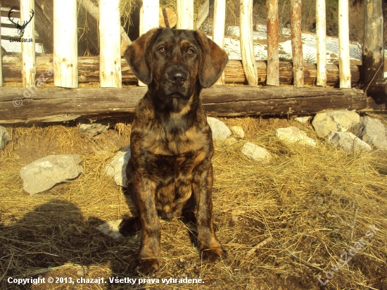 Ares