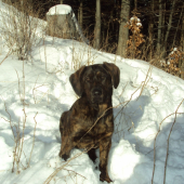 Ares