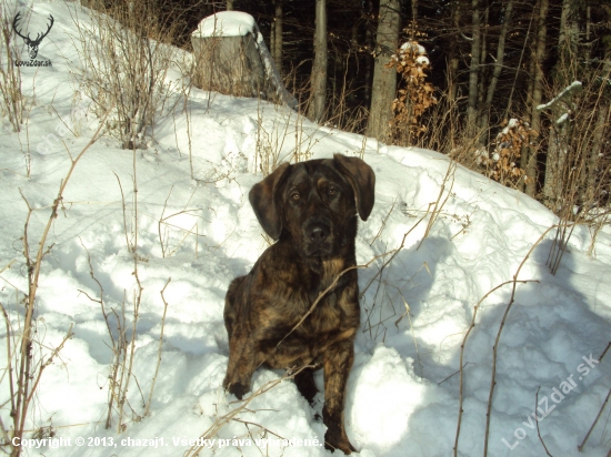Ares
