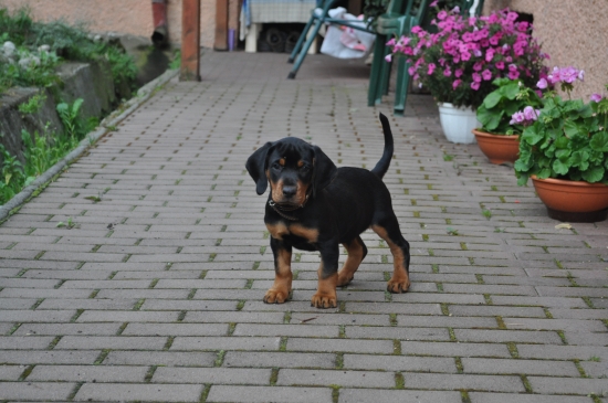 Nový člen rodiny  Ciro od Majira