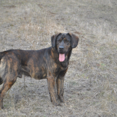 Ares