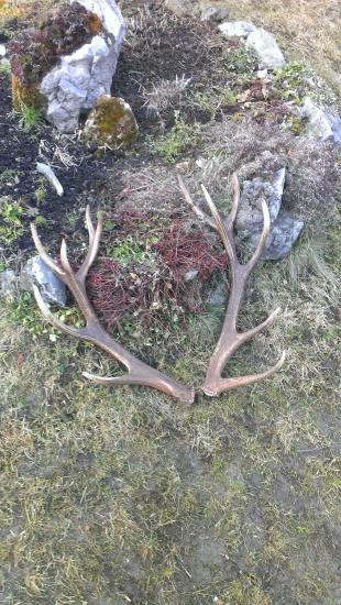 A už je doma nepravidelný 14 torak