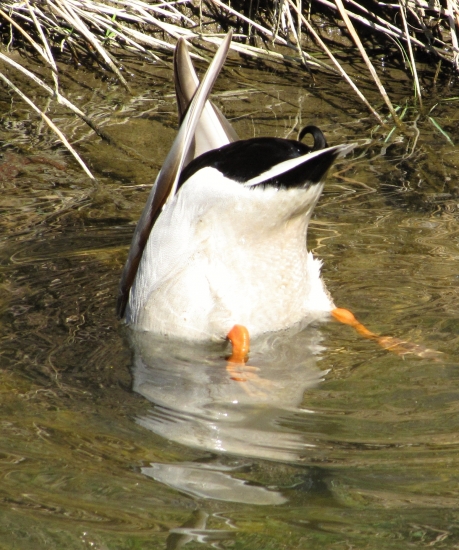 káčer