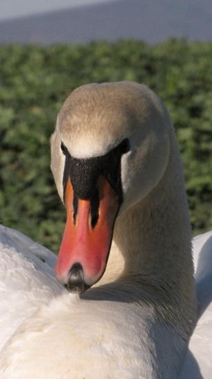 labuď