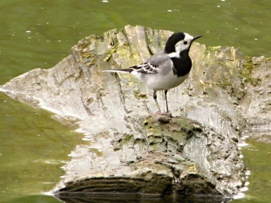 trasochvost biely   Motacilla alba
