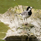 trasochvost biely   Motacilla alba