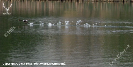 potápka