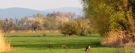 paša