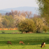 paša