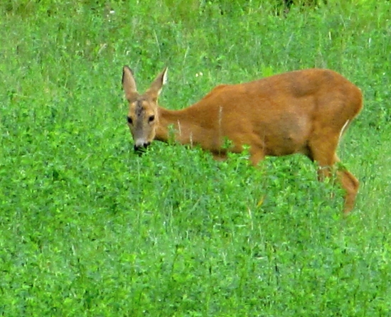 paša