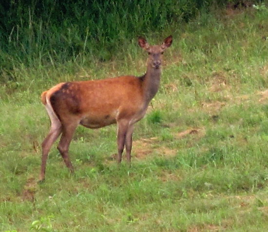 pozujen