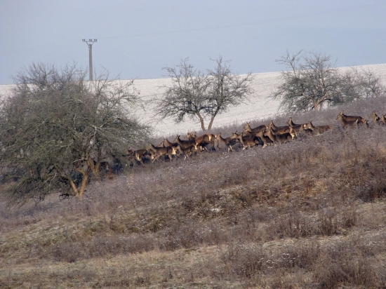 polovka