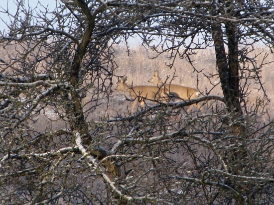 pekná