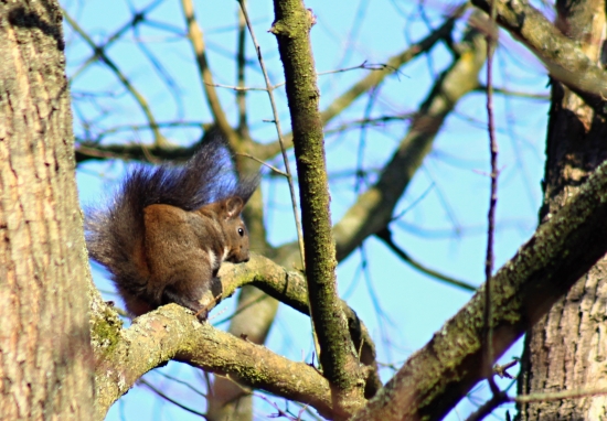 veverička