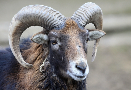 muflon