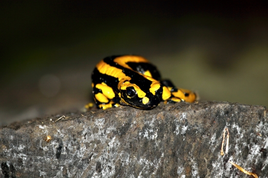 salamandra