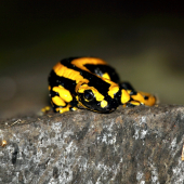 salamandra