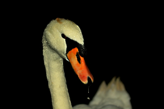 labuť