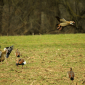 Alopochen aegyptiaca