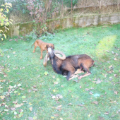 Môj BF so zlatým baranom